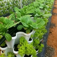 Jiaroswwewei пластмасови подредени вертикални цветни растения държач за градина декор за плантатор