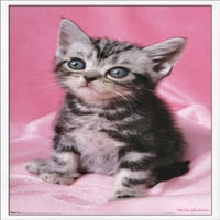 Кийт Кимбърлин - коте - сладък плакат за стена, 22.375 34